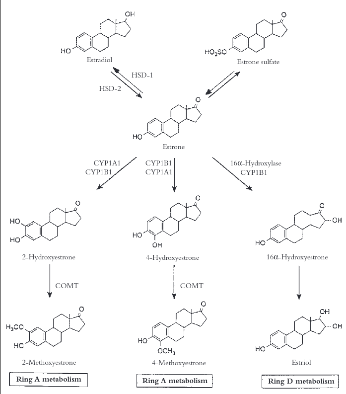 Metabolism of estradiol-18B and estrone